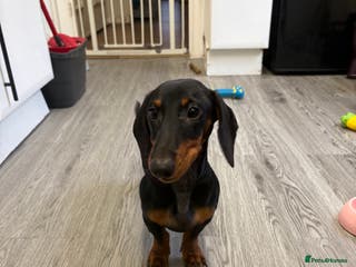 Dachshund dogs 6 month dachshund - Advert 5