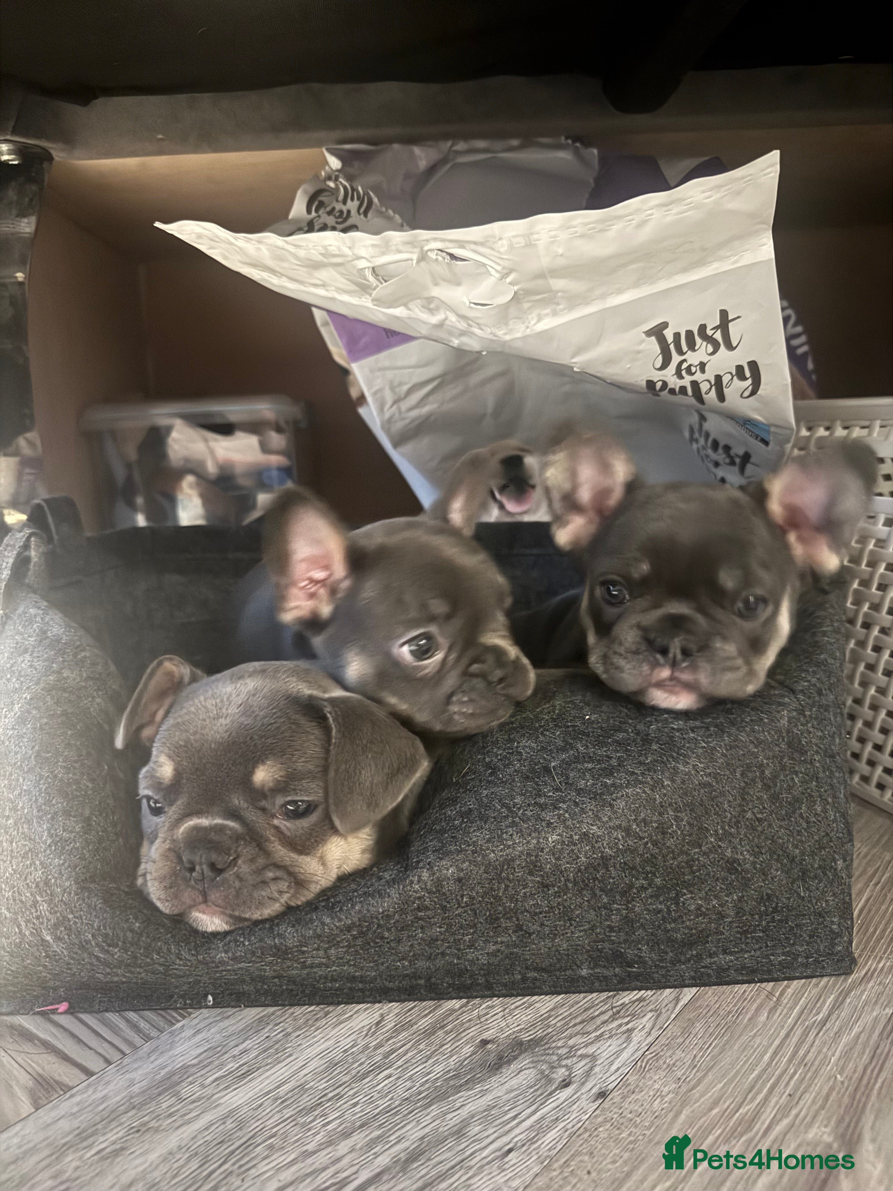 French Bulldog dogs French Bulldog Puppies - Advert 14