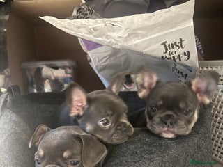 French Bulldog dogs French Bulldog Puppies - Advert 14