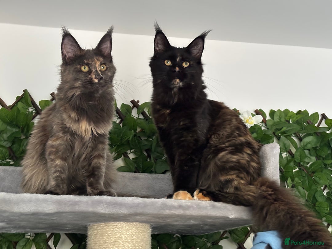 Maine Coon cats for sale: TICA 5 GEN PEDIGREE DNA TESTED  - Image 22