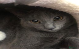 Russian Blue cats for sale: Mixed breed grey kitten (Russian blue)  - Image 5