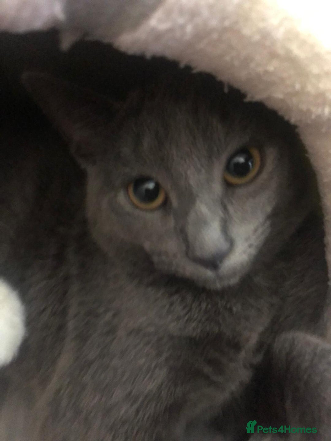 Russian Blue cats for sale: Mixed breed grey kitten (Russian blue)  - Image 5