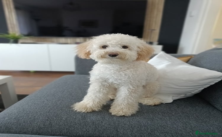 Cockapoo dogs - Advert 7
