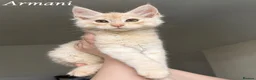 Maine Coon cats for sale: Champion line Maine Coon Kittens- TICA Registered  - Advert 4