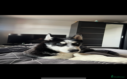 Siberian Husky dogs for sale: Loki is his name  - Image 1