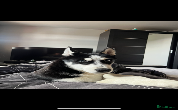 Siberian Husky dogs - Advert 1