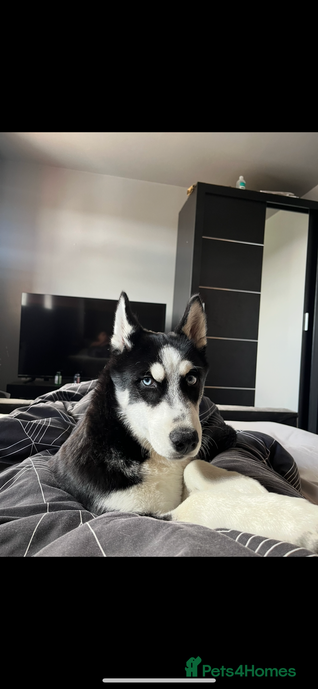 Siberian Husky dogs for sale: Loki is his name  - Image 1