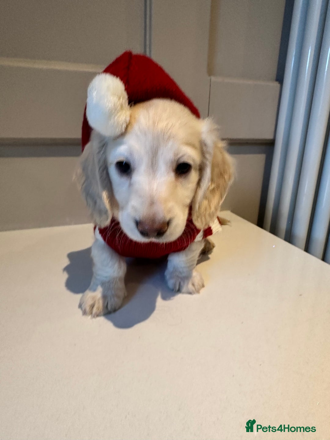 Miniature Dachshund dogs for sale: Clear Cream Miniature Dachsunds - Advert 23