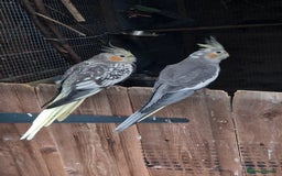 Cockatiels birds for sale: 1x 8 week old cockatiel £85  - Image 1
