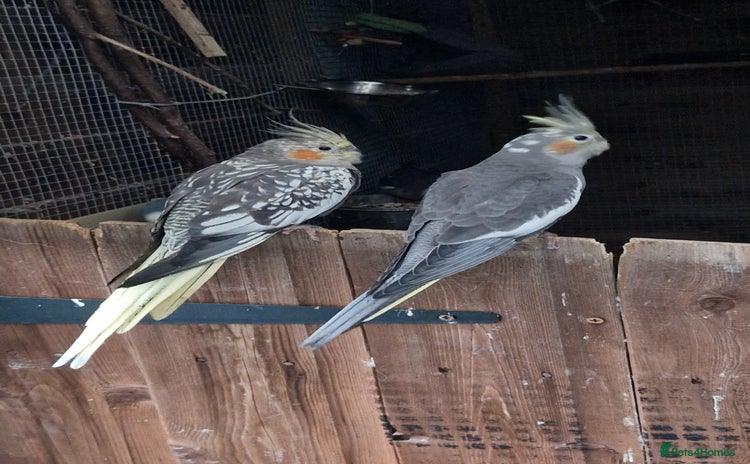 Cockatiels birds - Advert 16