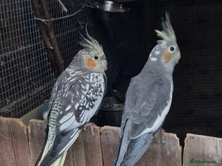 Cockatiels birds - Advert 1