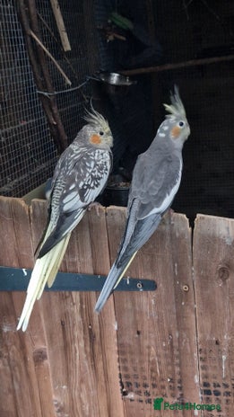 Cockatiels birds - Advert 16
