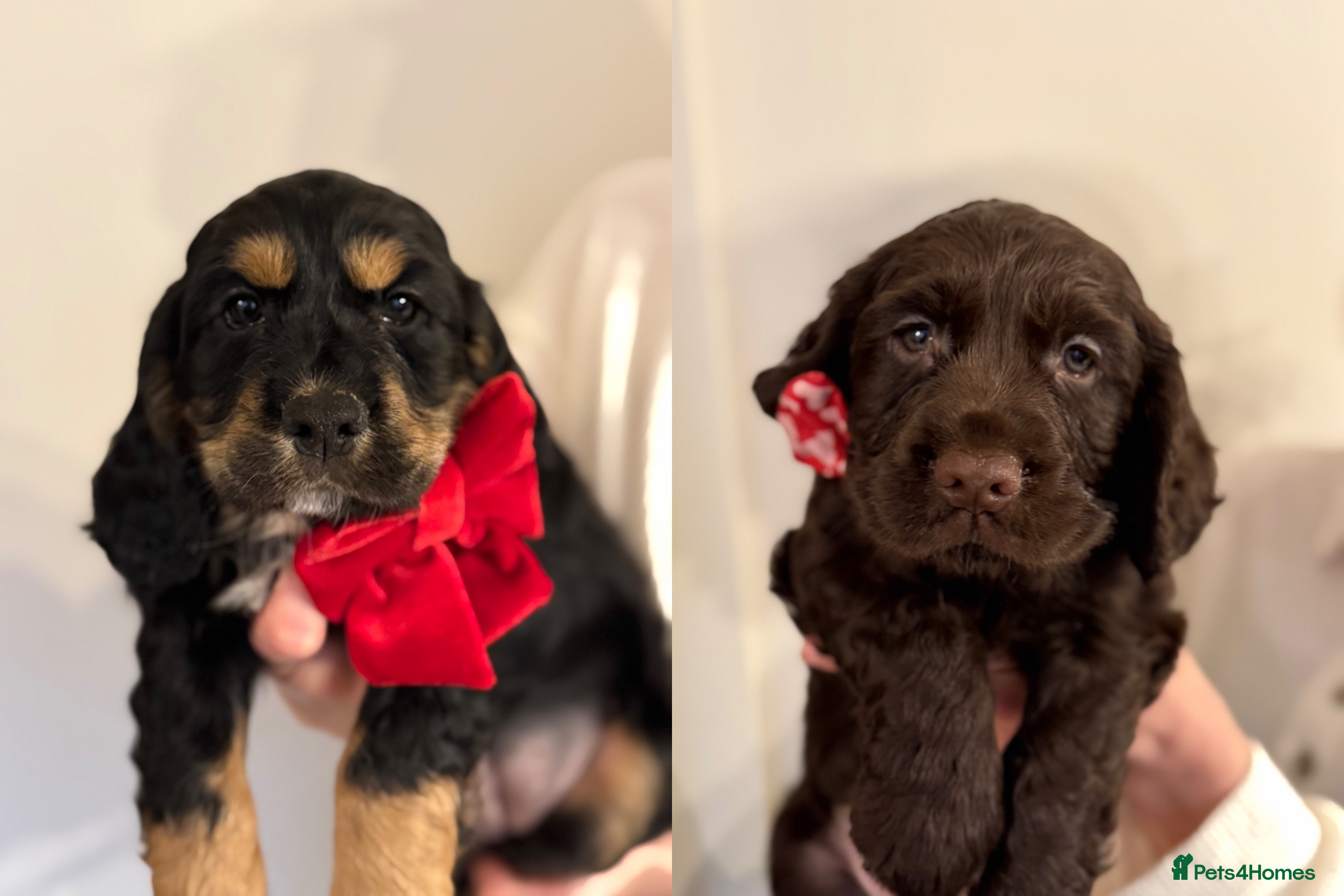 Cocker Spaniel dogs Working Cocker spaniel puppies  - Advert 2