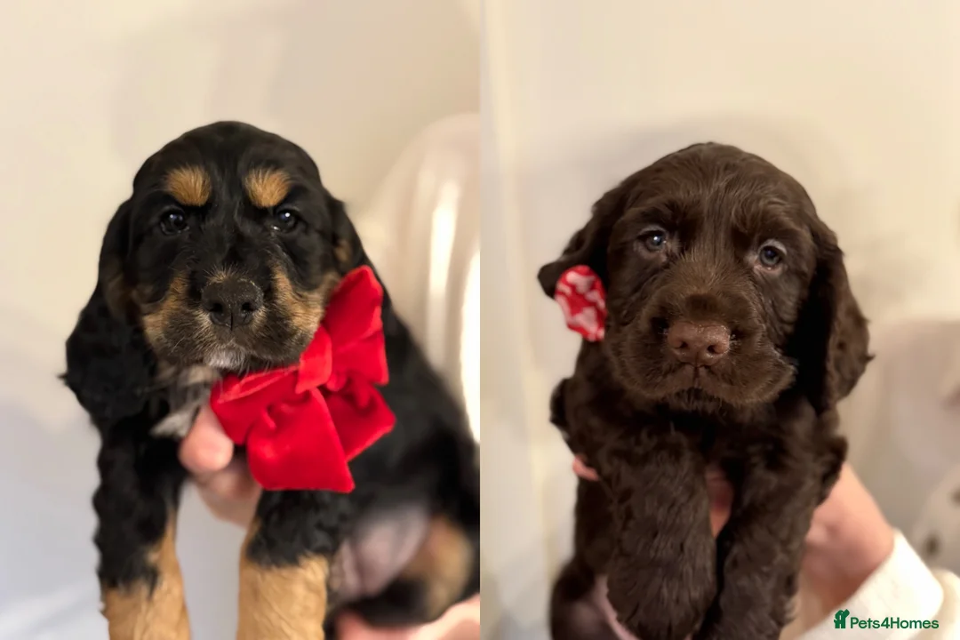 Cocker Spaniel dogs for sale: KC reg Working Cockers. Health checked & ready now - Advert 1