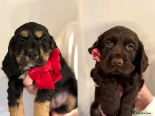 Cocker Spaniel dogs Working Cocker spaniel puppies - Advert 2