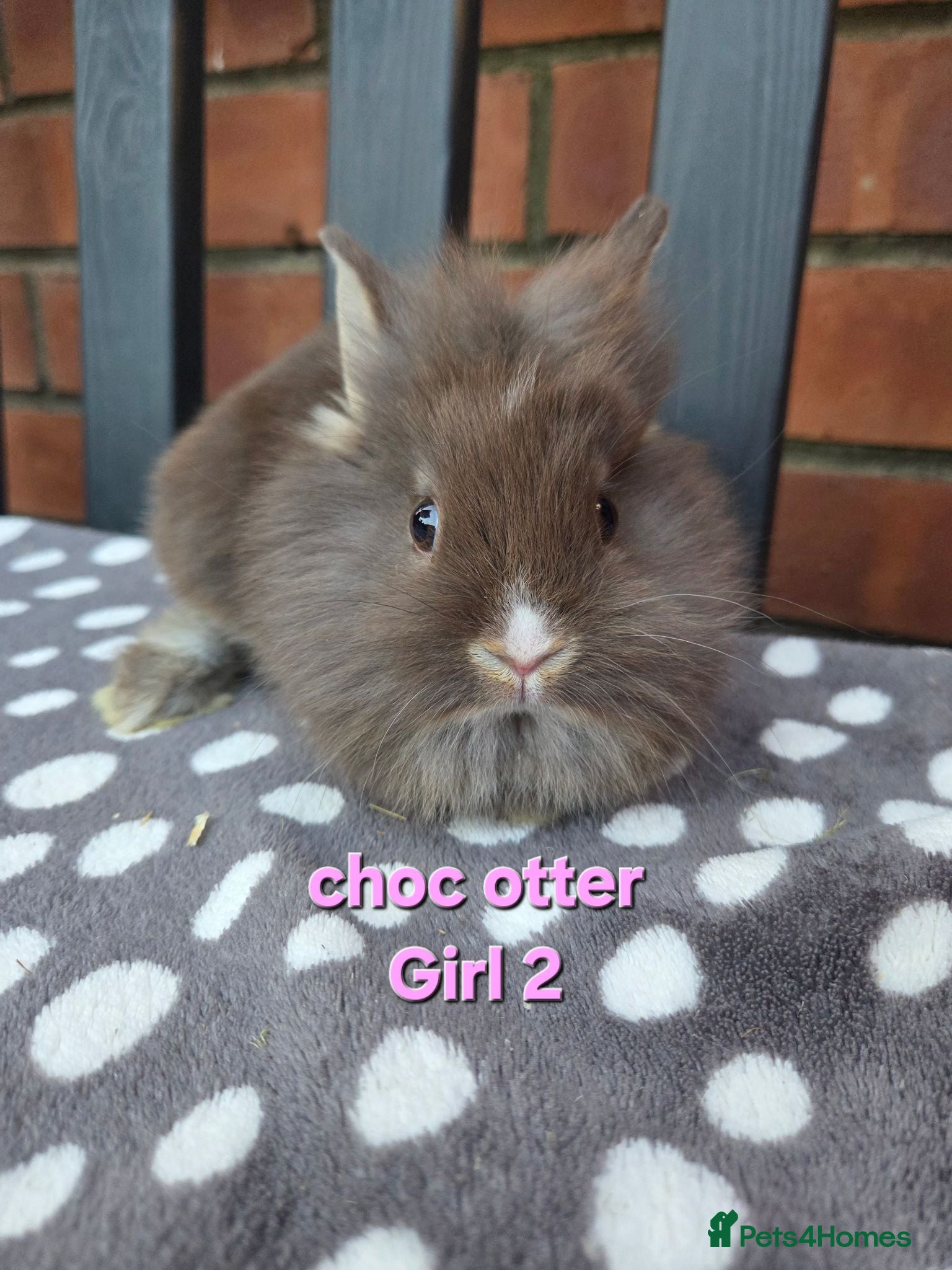 Lionhead rabbits 8 weeks old Double maine lion head Girls - Advert 1