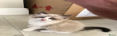 Ragdoll 1