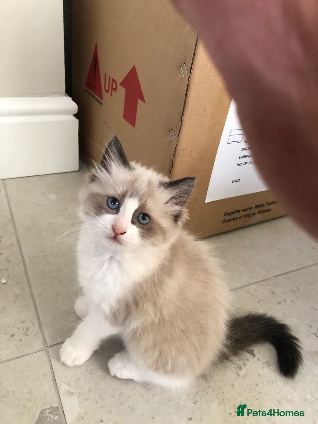 Ragdoll cats for sale: Beautiful Ragdoll kitties - Advert 13