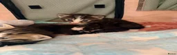 Ragdoll cats for sale: Beautiful Ragdoll cross kittens  - Advert 11