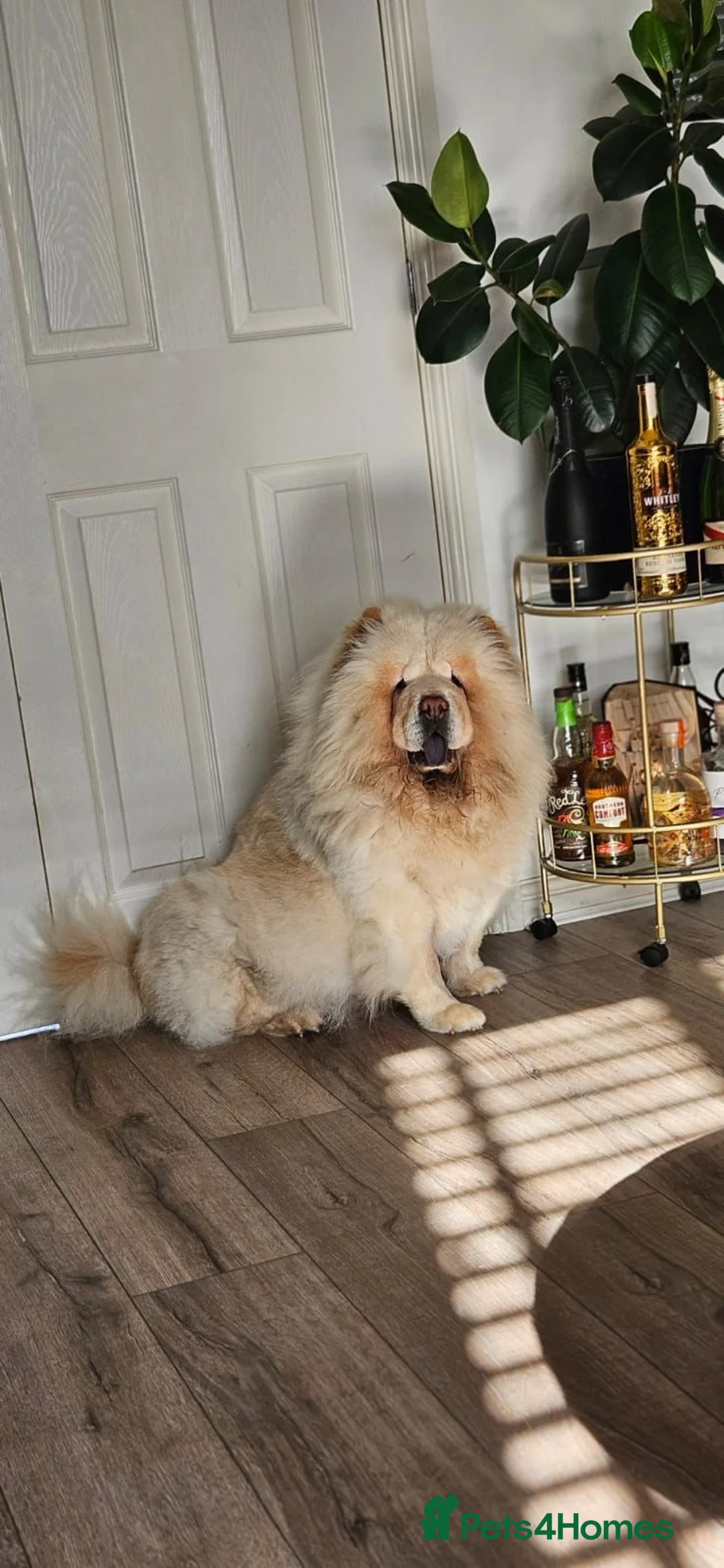 Chow Chow dogs for sale: KC Reg Red Chow Chow Boy in High Wycombe - Advert 1