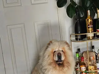 Chow Chow dogs KC Reg Red Chow Chow Boy - Advert 1