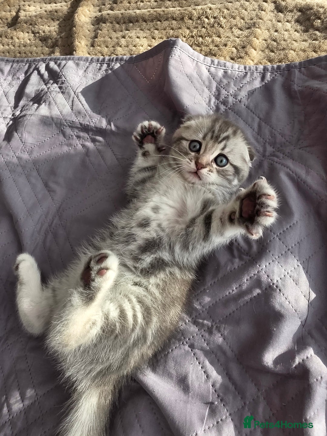Scottish Fold cats for sale: Tabby Scottish Fold Kittens - Advert 40