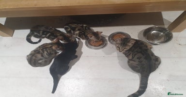 Bengal cats - Advert 12