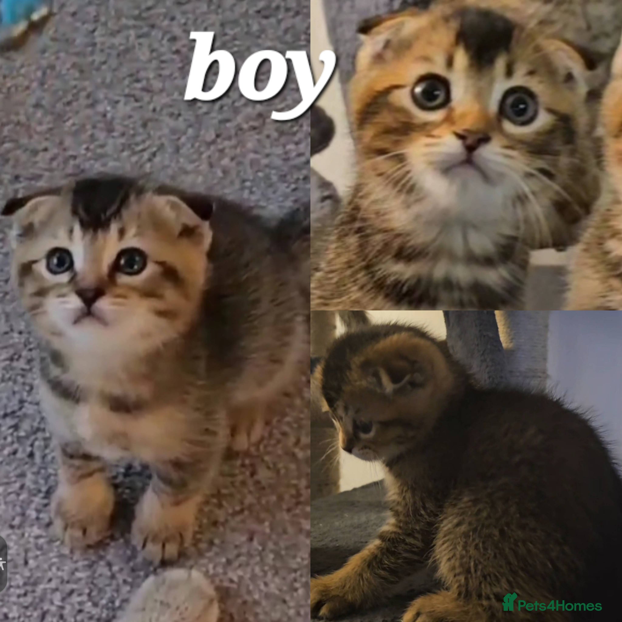 Scottish Fold cats Beautiful Scottish fold/straight ears kittens  - Advert 1