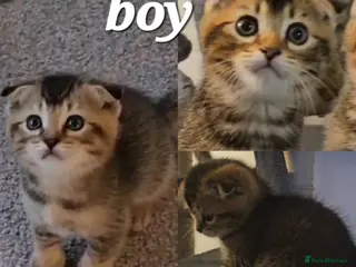 Scottish Fold cats Beautiful Scottish fold/straight ears kittens - Advert 1