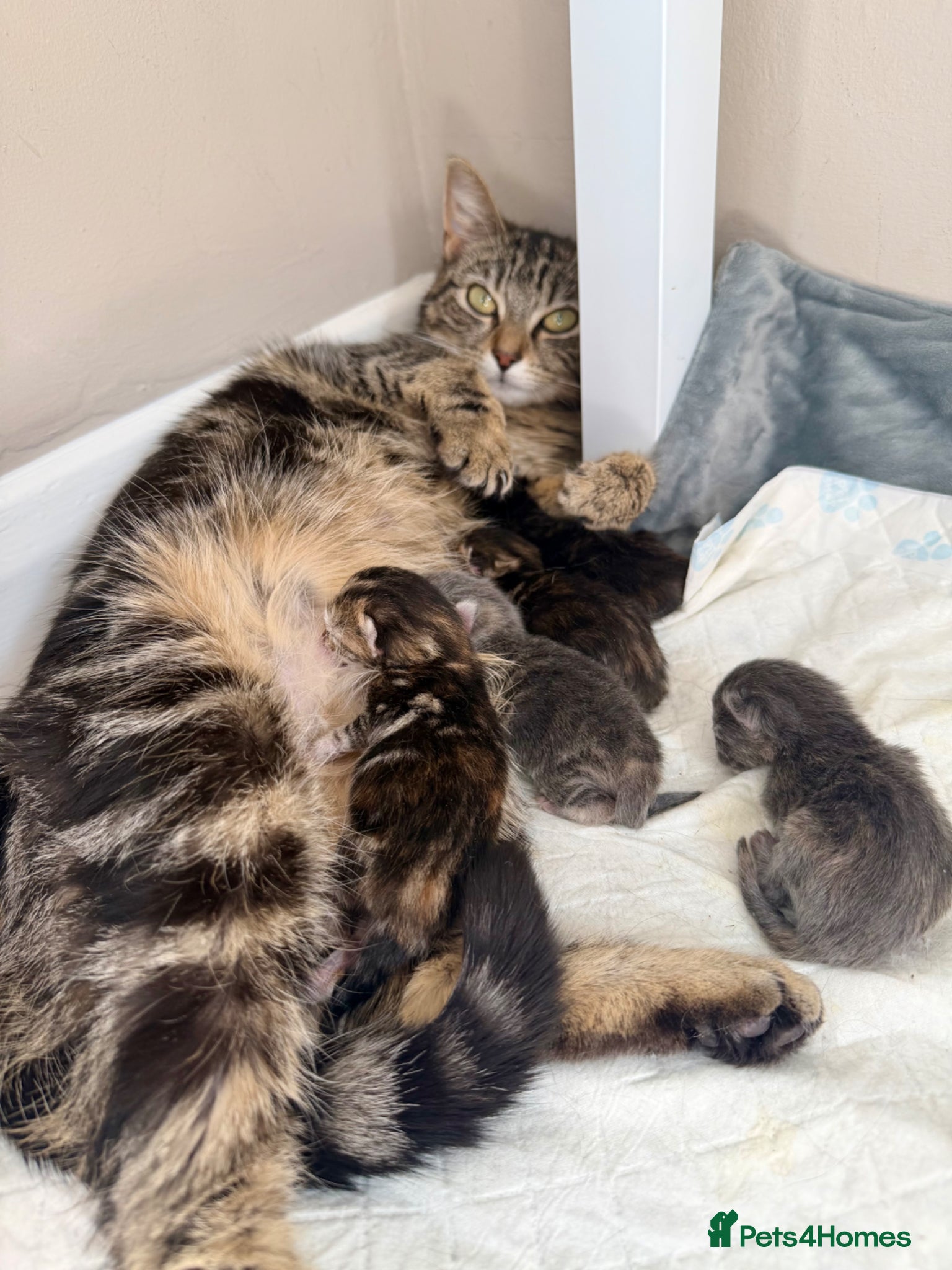 Mixed Breed cats Lovely Litter Of Mixed Kittens - Advert 7