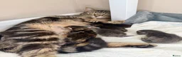 Mixed Breed cats for sale: Lovely Litter Of Mixed Kittens in Hull - Advert 1