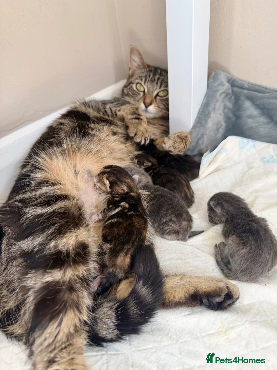 Mixed Breed cats for sale: Lovely Litter Of Mixed Kittens in Hull - Advert 1