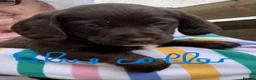 Mixed Breed dogs for sale: Cockerjackapoo in Neath - Advert 13