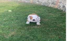English Bulldog dogs for sale: Beautiful KC female puppy available  - Image 4