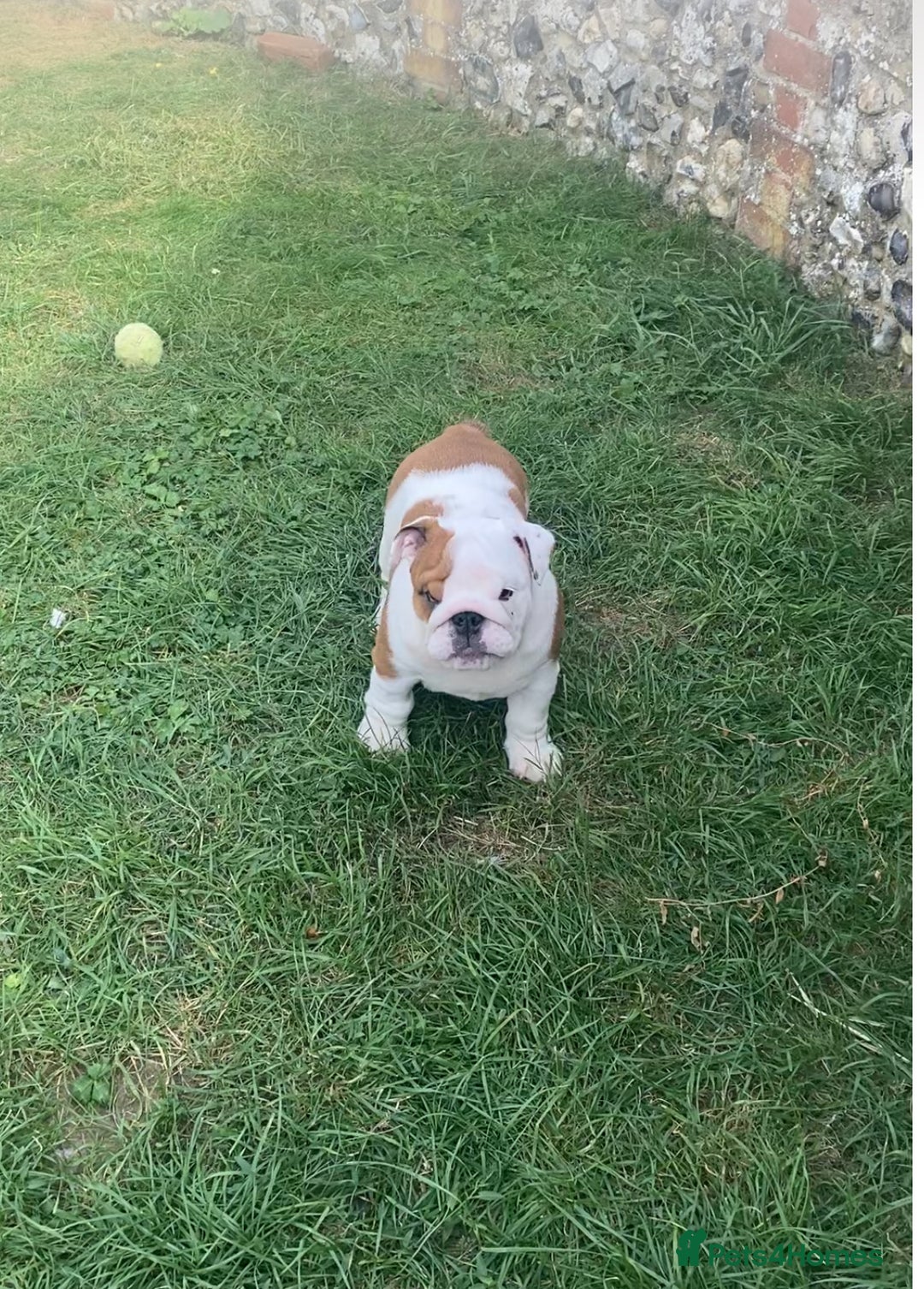 English Bulldog dogs for sale: Beautiful KC female puppy available  - Image 4