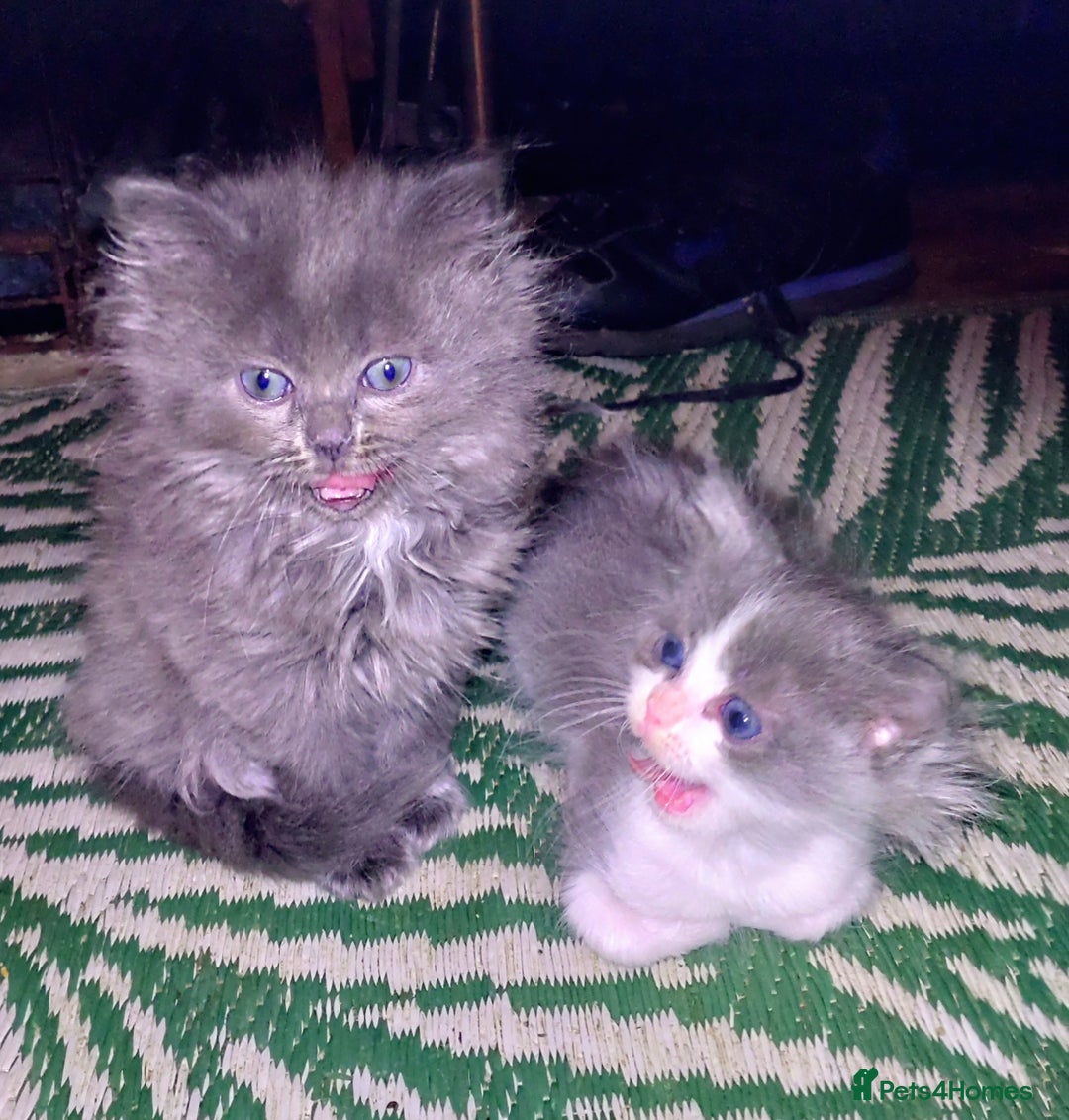 Mixed Breed cats for sale: Cross ragdoll Persian kittens  - Advert 4