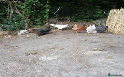 Chickens poultry for sale: 7 point of lay hens  - Image 3