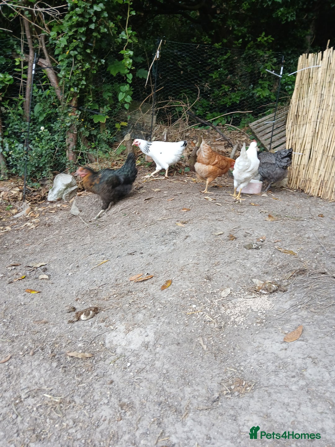 Chickens poultry for sale: 7 point of lay hens  - Image 3
