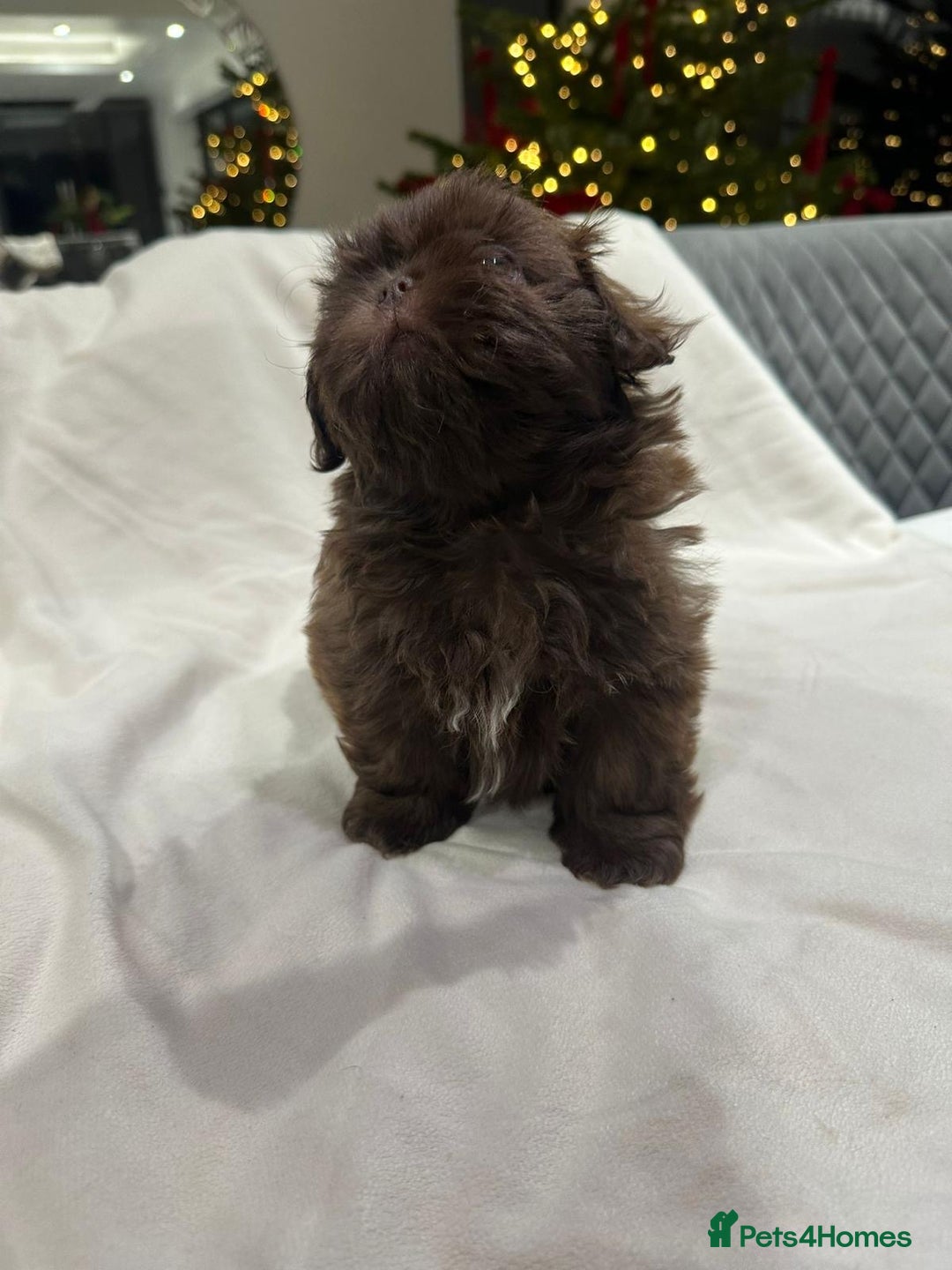 Shih Tzu dogs for sale: kC Imperial Shih tzu Ready now only 1 girl left  - Advert 26