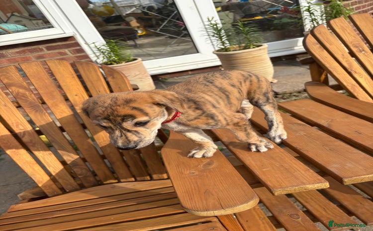 Lurcher dogs - Advert 1