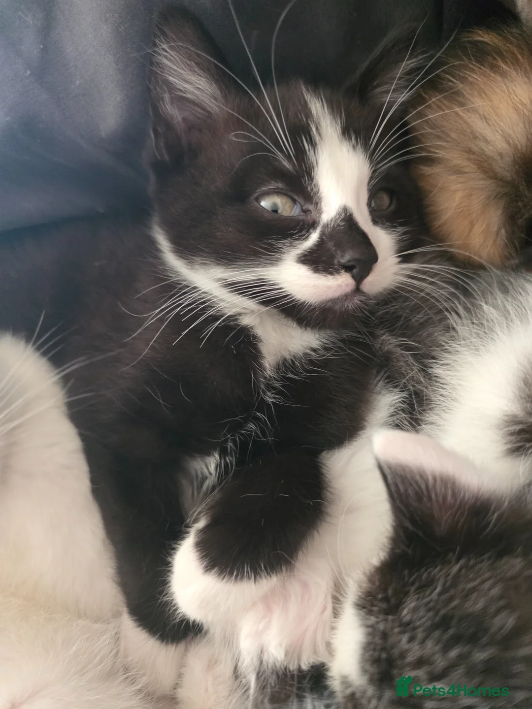 Mixed Breed cats for sale: Beautiful kittens ready for there new home - Advert 1