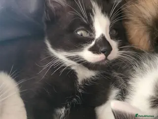 Mixed Breed cats Beautiful kittens ready for there new home - Advert 18