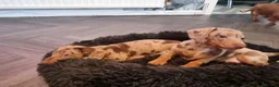 Dachshund dogs for sale: 🐾 2 Male Dachshund Puppies – 6 Weeks Old 🐾 - Advert 7