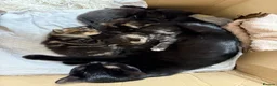 Mixed Breed cats for sale: 4 beautiful kittens need new homes - Advert 4