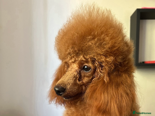 Toy Poodle dogs Toy poodle male - Advert 12