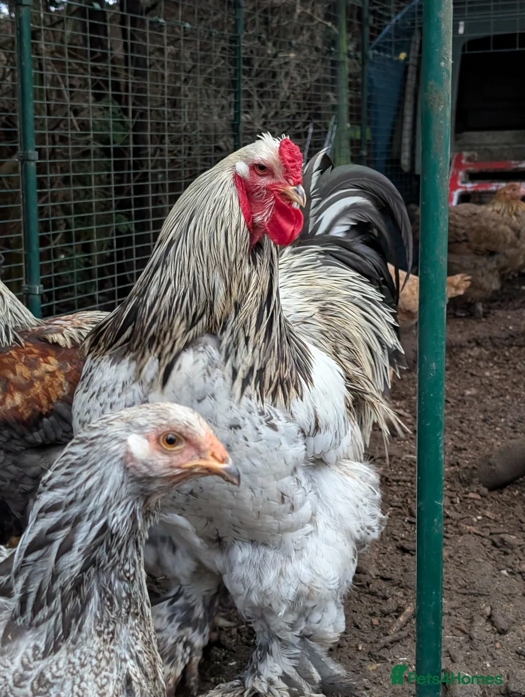 Chickens poultry for sale: POL Brahma Hens for Sale - Advert 4