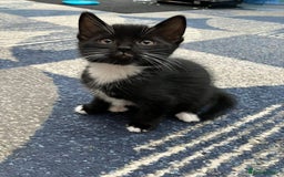 Mixed Breed cats for sale: 5 kittens for sale - Image 4