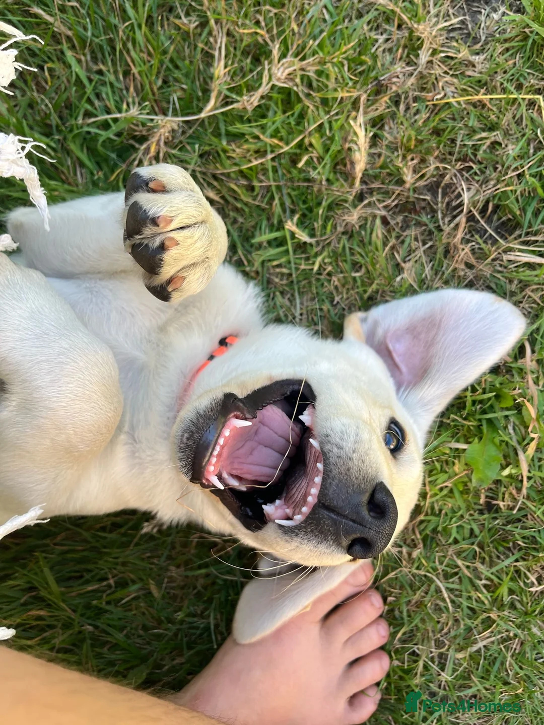 Labrador Retriever dogs for sale: Welcome Anjola, 9-month old Labrador, to your home - Advert 7