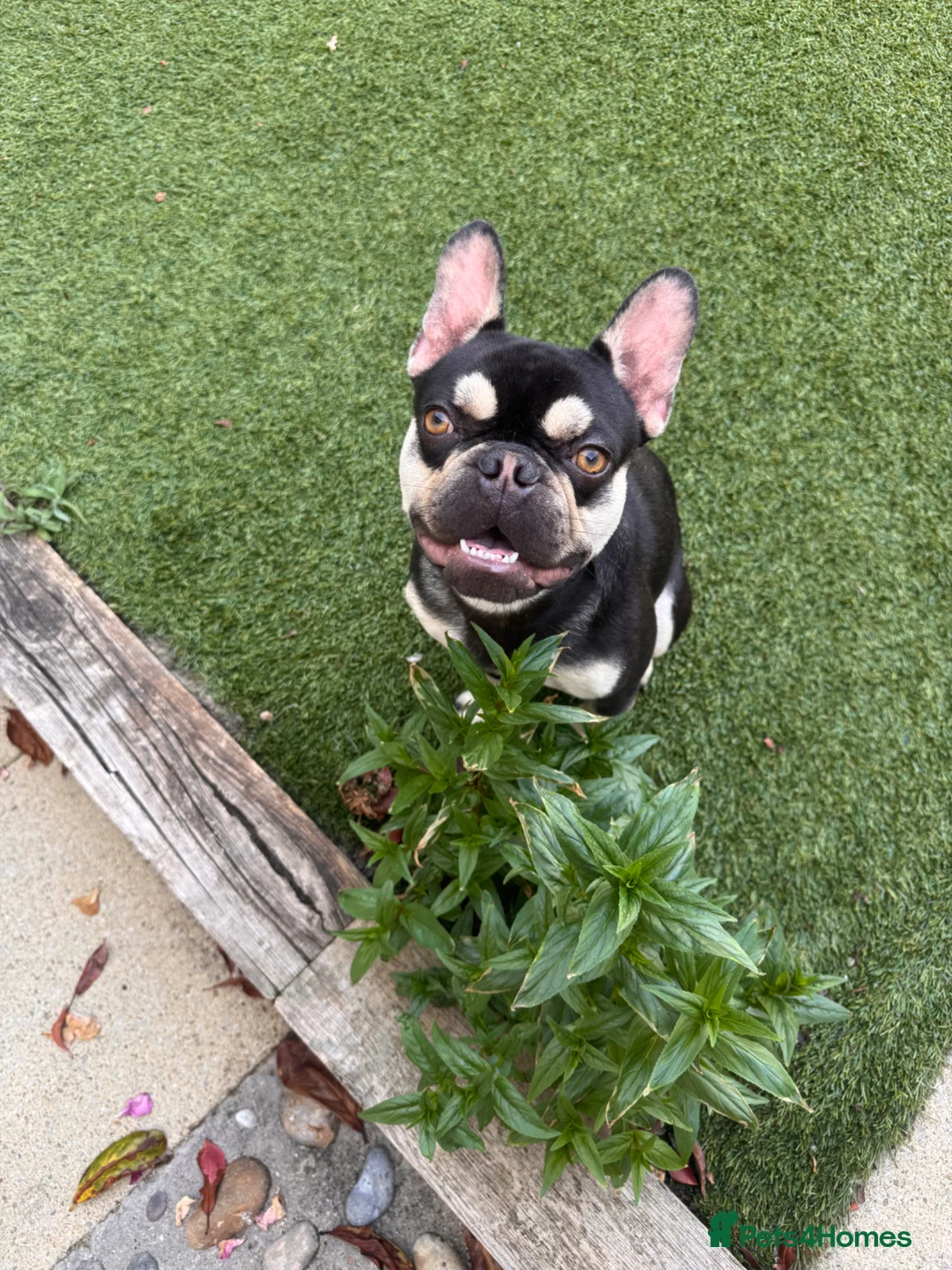 French Bulldog dogs for sale: 1 year old male in need of loving home ⭐  - Advert 1