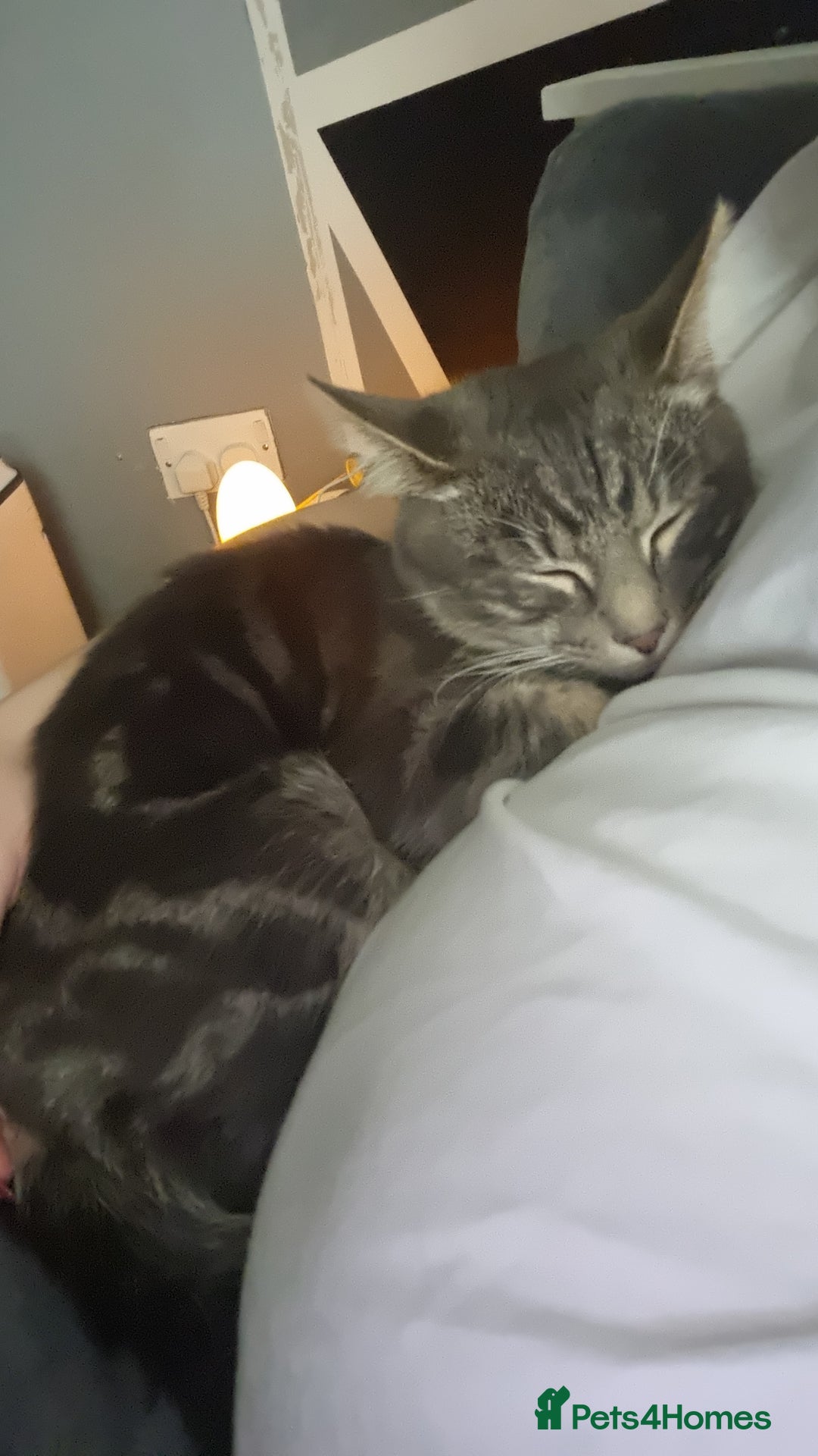 Mixed Breed cats for sale: 10 month old male cat - Advert 2